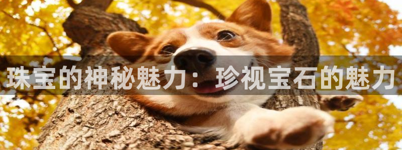 新宝5官网：珠宝的神秘魅力：珍视宝石的魅力