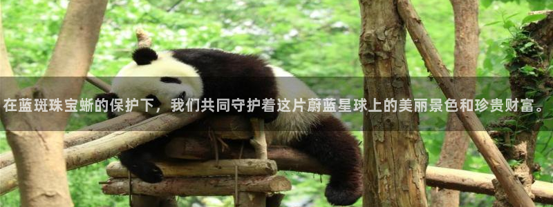 新宝5日：在蓝斑珠宝蜥的保护下，我们共同守护着这片蔚蓝星球上的美丽景色和珍贵财富